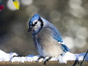 Christmas Jay