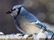 Christmas Jay