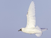 Ivory Gull