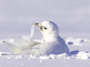 Ivory Gull