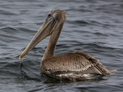 Brown pelican
