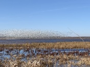 Loess Bluffs National Wildlife Refuge