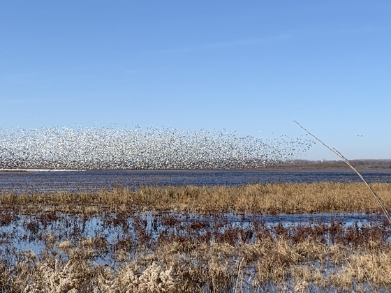 Loess Bluffs National Wildlife Refuge