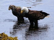Tongass National Forest - Ketchikan Alaska
