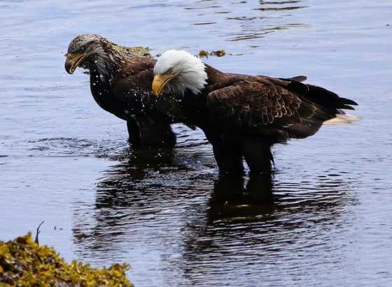 Tongass National Forest - Ketchikan Alaska