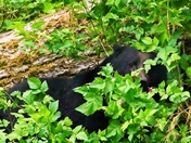 Tongass National Forest