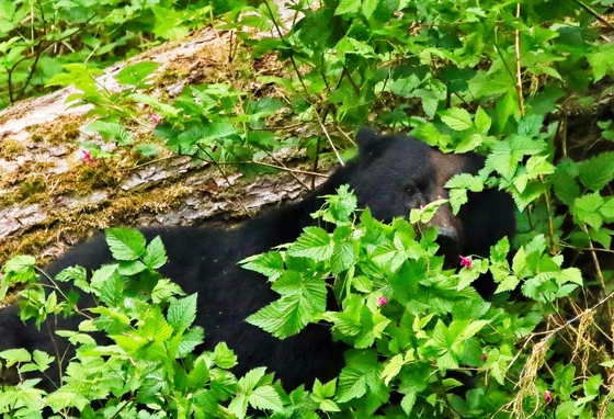 Tongass National Forest
