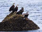 Tongass National Forest