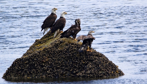 Tongass National Forest