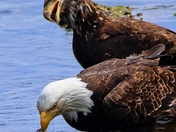 Tongass National Forest