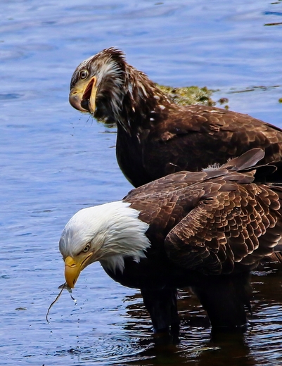 Tongass National Forest