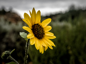 Cibola National Forest