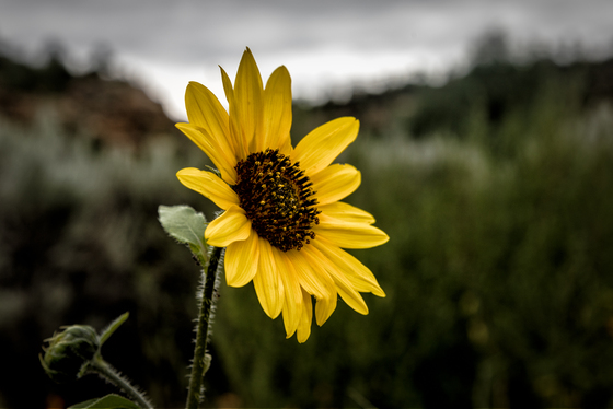 Cibola National Forest