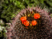 Saguaro National Park