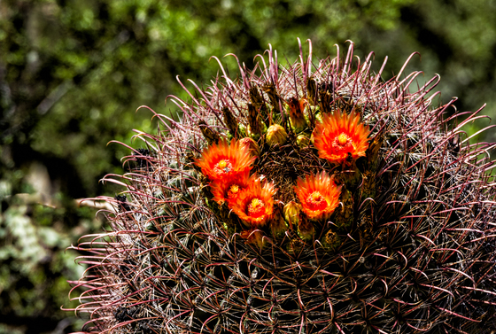 Saguaro National Park