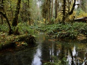 Hoh Rainforest