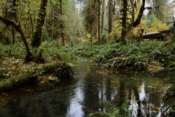 Hoh Rainforest
