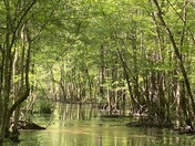 Congaree National Park