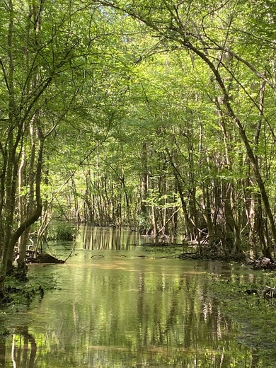 Congaree National Park