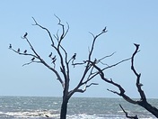 Cape Romain National Wildlife Preserve