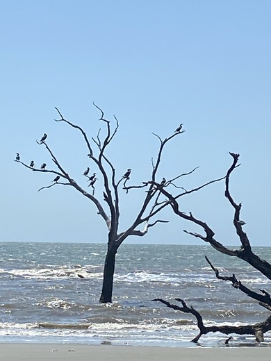 Cape Romain National Wildlife Preserve