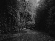 Fern Canyon 