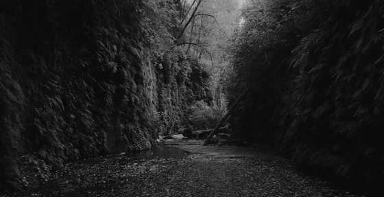 Fern Canyon 