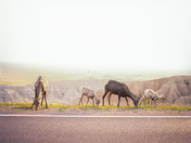 Badlands National Park 