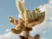Joshua Tree National Park