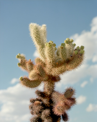 Joshua Tree National Park
