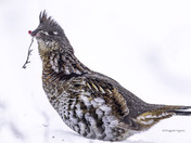 Ruffed Grouse