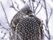 Ruffed Grouse