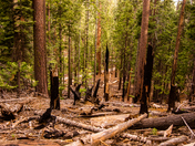 MARIPOSA GROVE OF GIANT SEQUOIAS