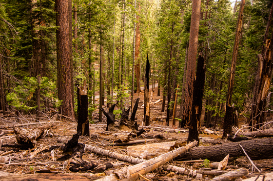 MARIPOSA GROVE OF GIANT SEQUOIAS