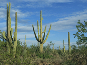 Saguaro National Park West