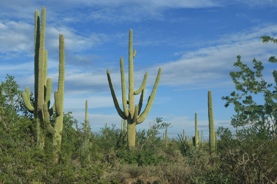 Saguaro National Park West