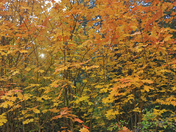 Santa Catalina Mountains