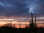 Saguaro National Park West