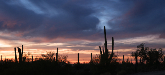 Saguaro National Park West