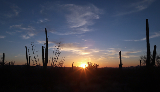 Saguaro National Park West