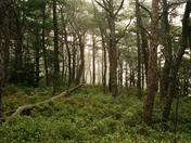 Acadia National Park