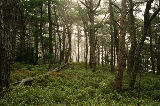 Acadia National Park