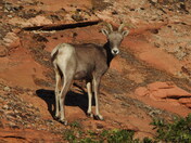 Zion National Park