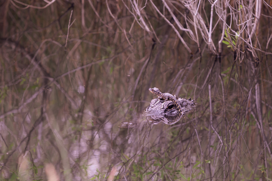 Everglades National Park