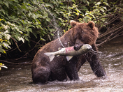Fish Creek Wildlife Observation Site - Tongass National Forest