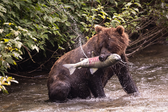Fish Creek Wildlife Observation Site - Tongass National Forest