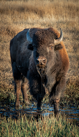 Grand Teton National Park