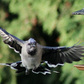 Previous upload