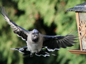 In Flight