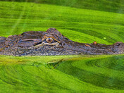 Alligator River National Wildlife Refuge